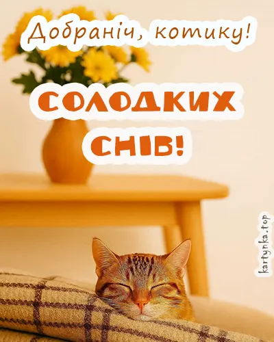 Зображення котика з лагідним нічним побажанням