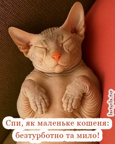 Ілюстрація з хвостатим другом і побажанням солодкої дрімоти